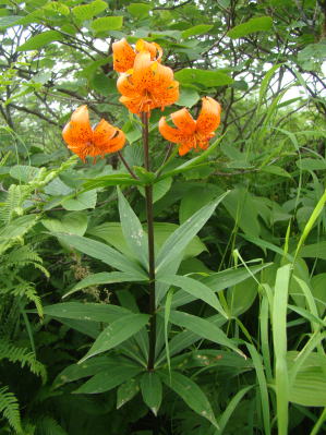 跡見群芳譜(野草譜 クルマユリ)